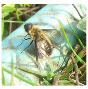 Bombyliidae